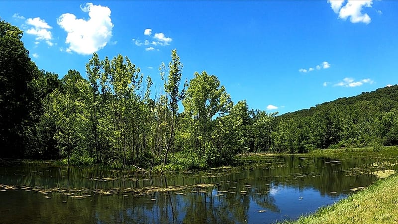 Montauk State Park Wetlands