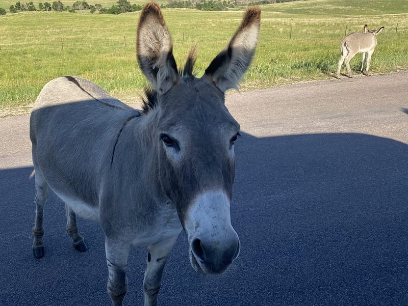 Begging Burros Custer State Park